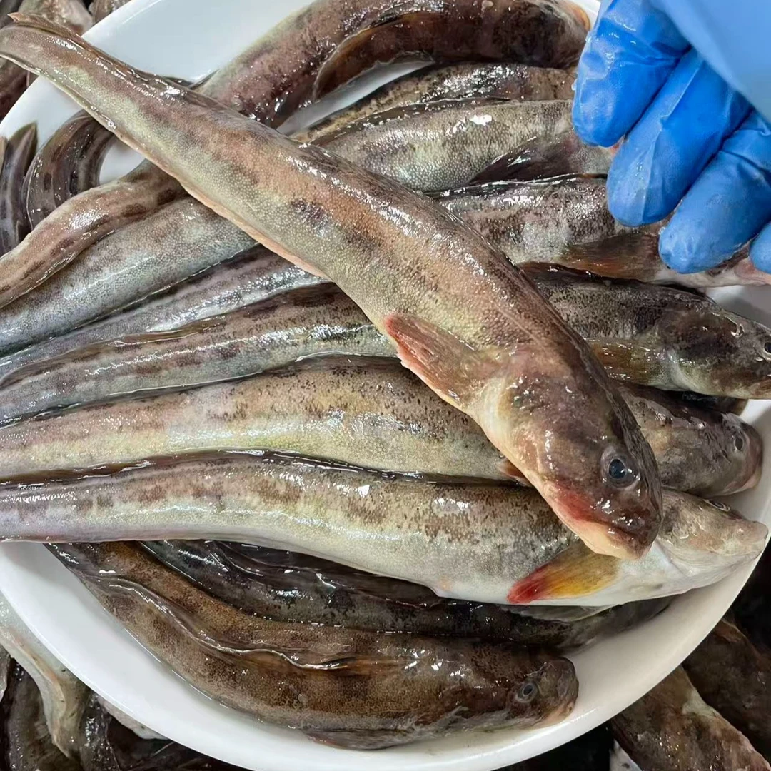 大连长海县广鹿岛黄海湾特产新鲜海鲶鱼顺丰直发