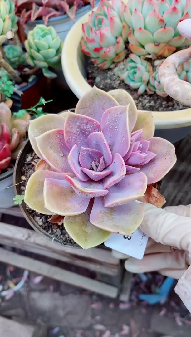 20033多肉植物一物一拍