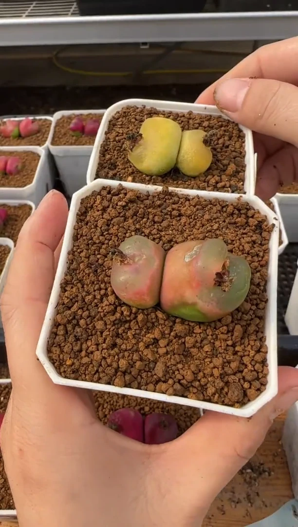 【闪购商品】20-166