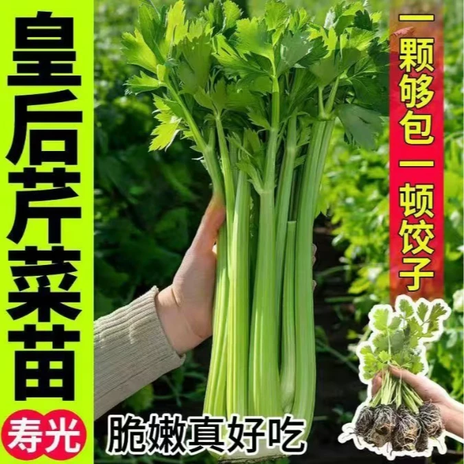 【山东寿光】四季皇后西芹秧苗秧带土球实心西芹种子根芹正宗西芹苗