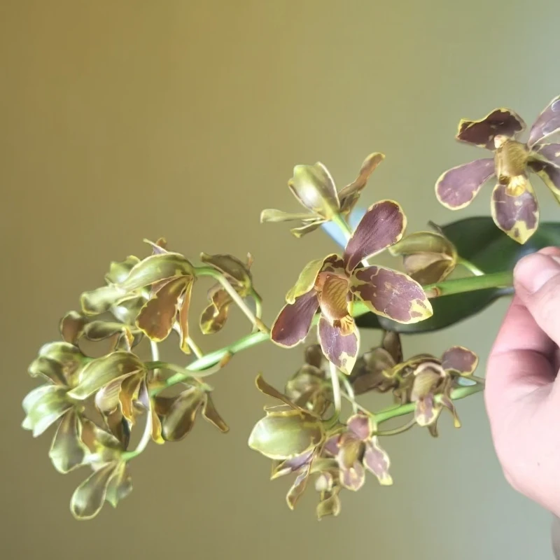 大叶绿植/室内兰花/斑被巨兰苗