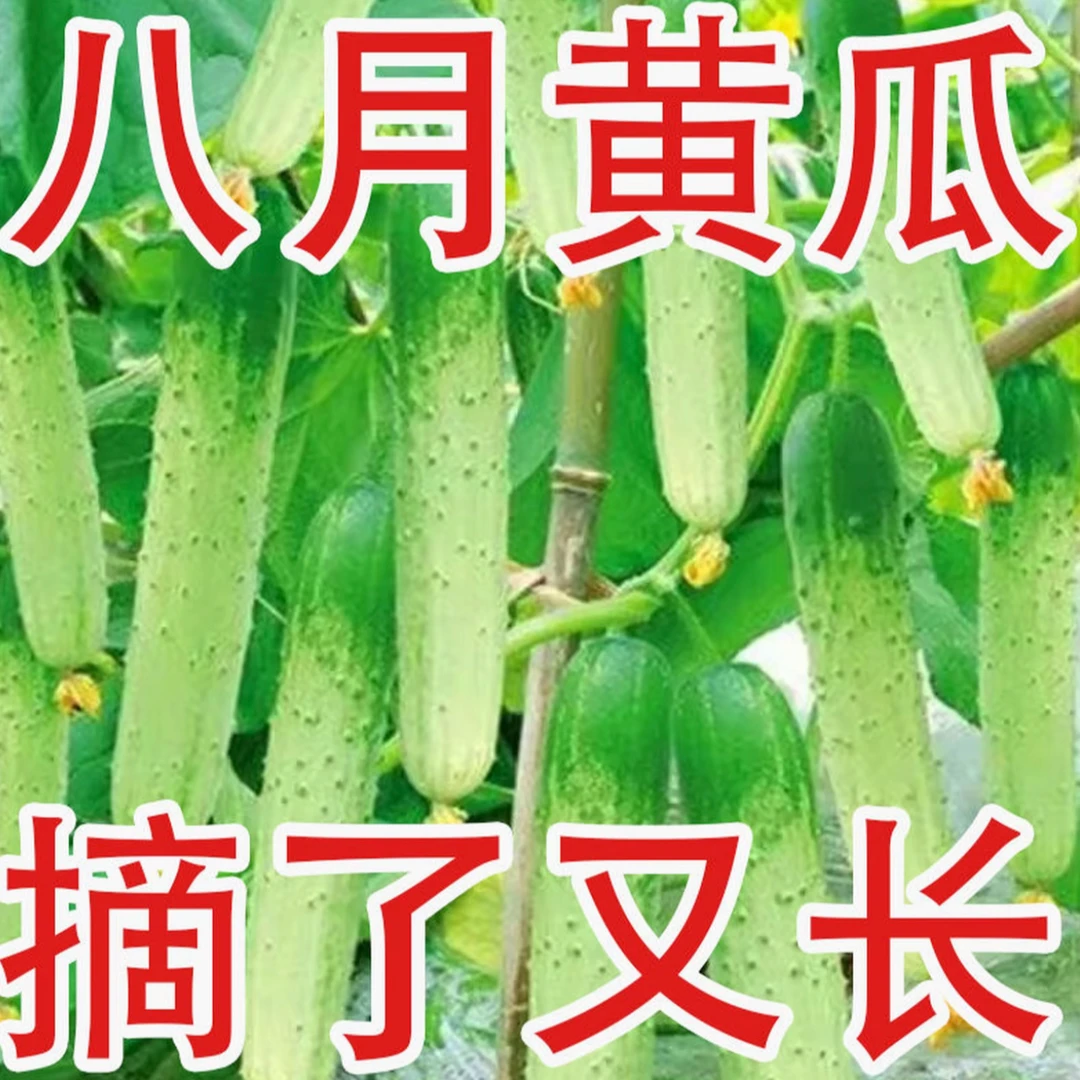 【唐山秋瓜种子】秋黄瓜水果黄瓜阳台小院春季秋季易播种