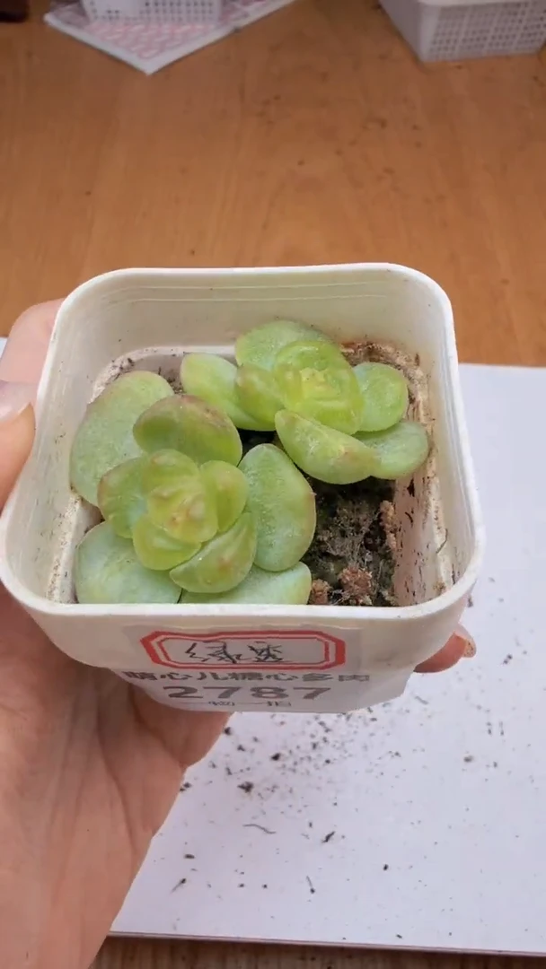 2787 绿透多肉植物