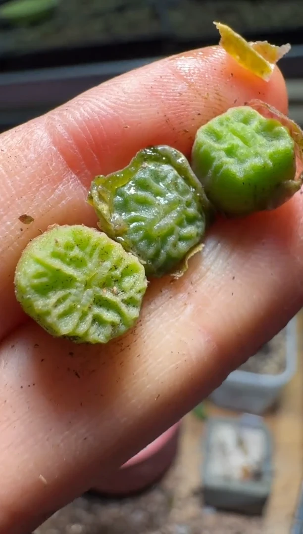 【闪购商品】不退1.14-477