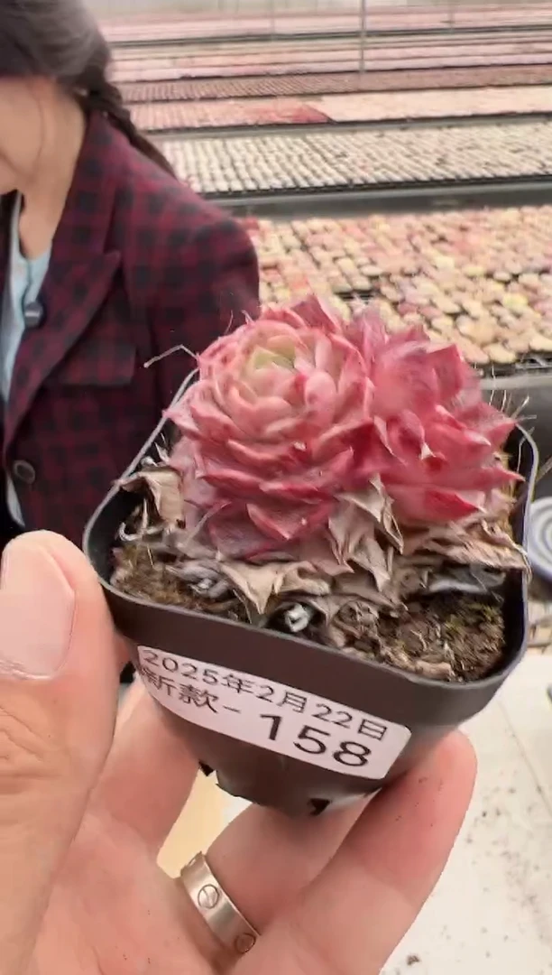 【闪购商品】新款多肉-158