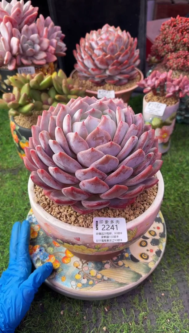 昆明印象多肉2241