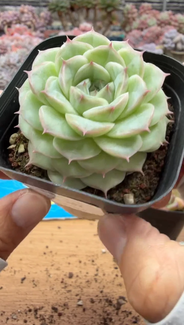 东云多肉园二店-362