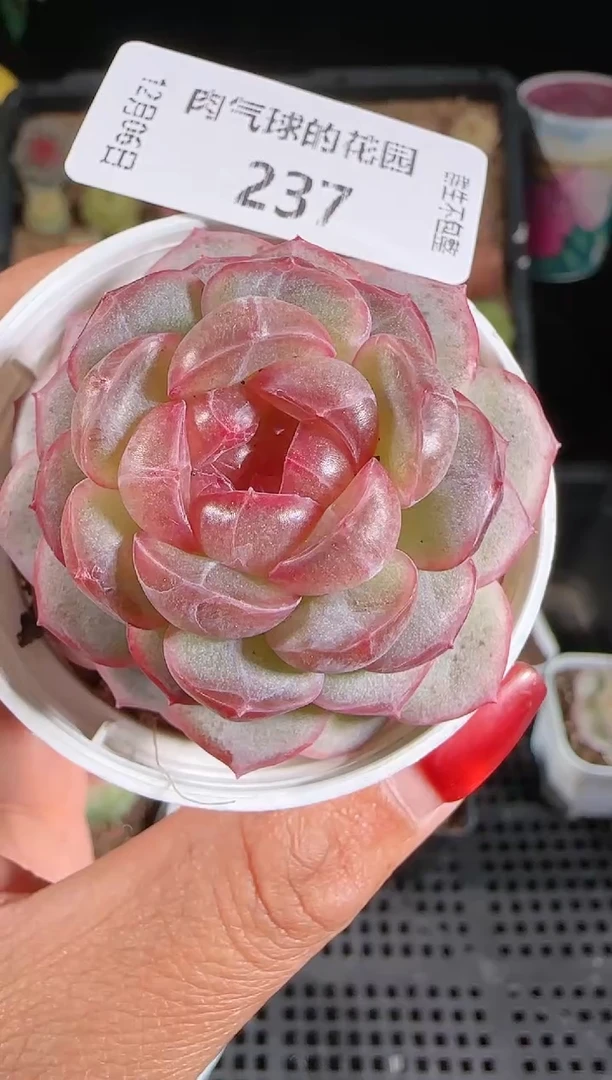 1206-237甘棠多肉群生不包整