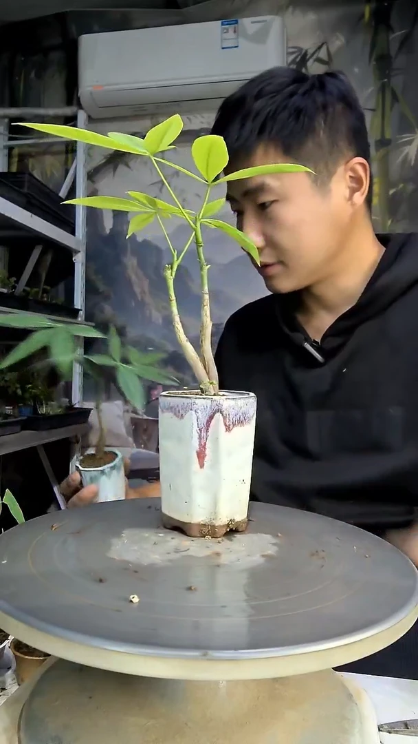 k*中青园艺一物一拍432