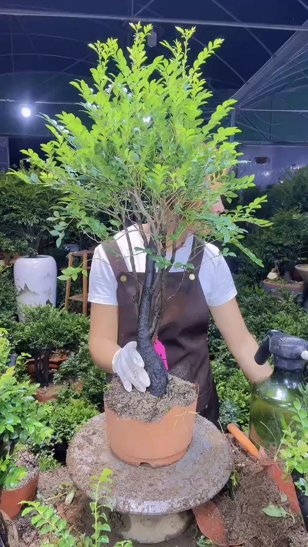 完全开放00000000