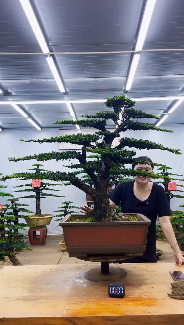 无花朵一物一拍，所见即所得
