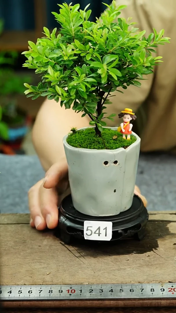 无花朵苔藓微景观541号