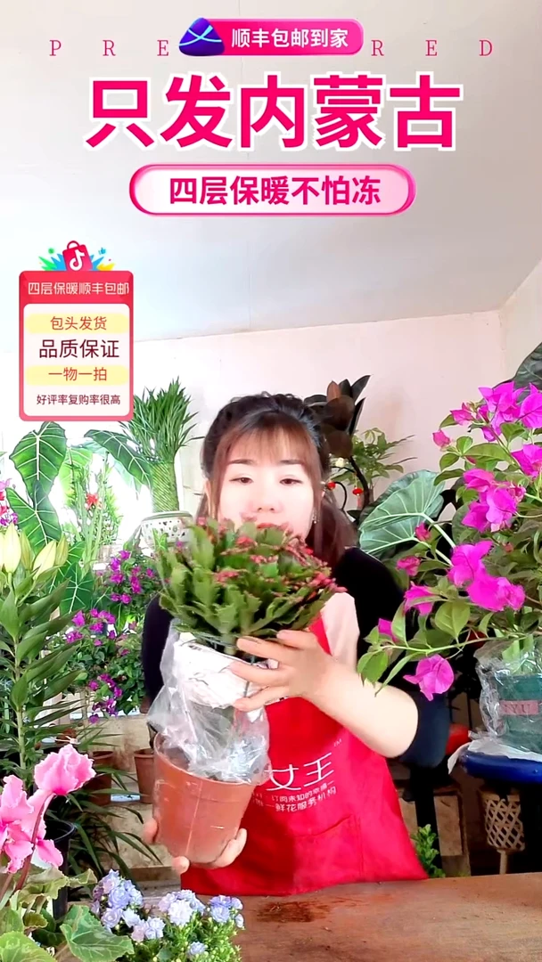 完全开放嫁接蟹爪兰