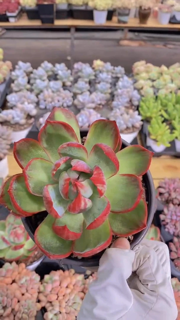 A381-A级母本惊鸿仙子脱土发（量拍）