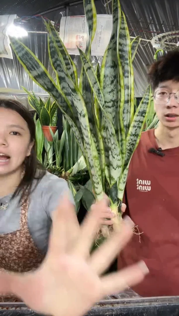 高脚金边裸根5棵15.8