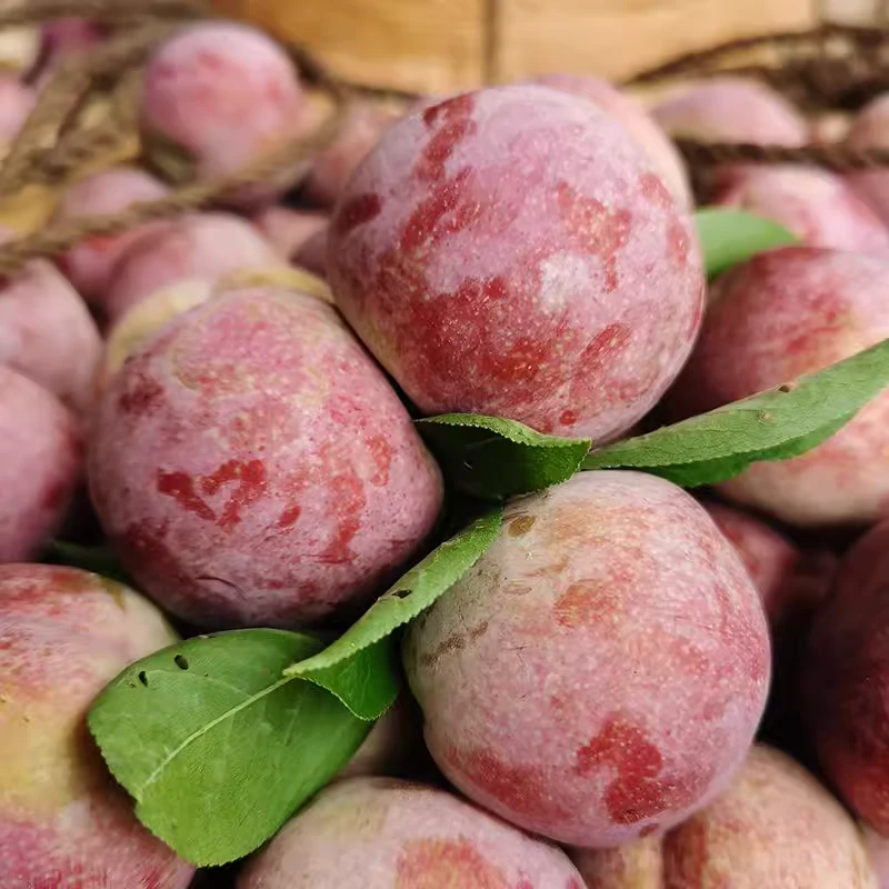 【脆甜多汁】新鲜（纯甜）恐龙蛋李子1份（称斤售卖）