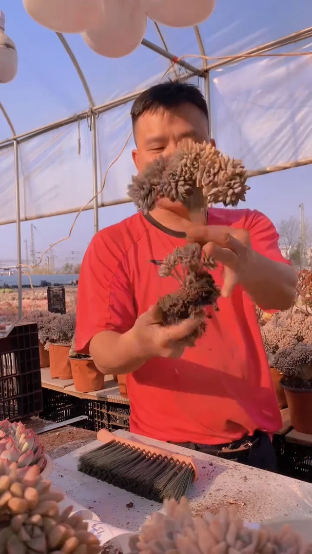 【闪购商品】缀化155