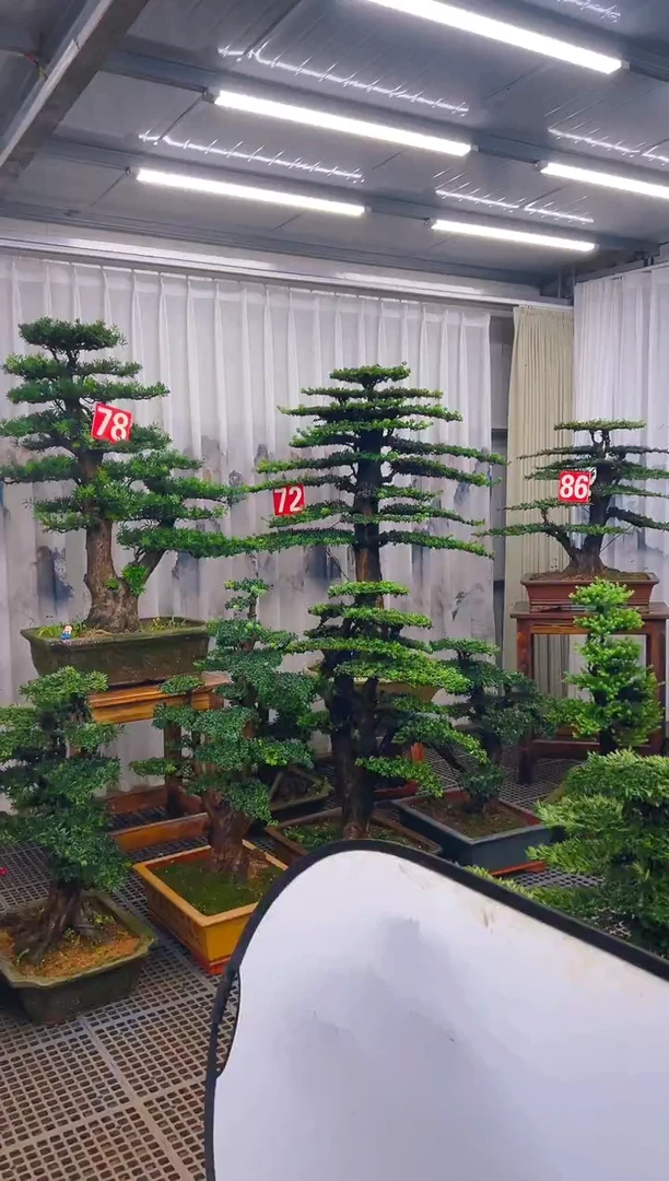无花朵天**外精品盆景直播间一物一拍