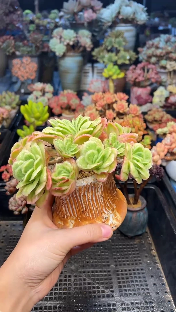 用****8706           不带盆