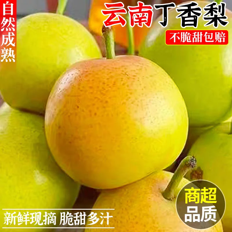 【云南蜂糖小蜜梨】丁香梨5斤新鲜梨子水果当季现摘薄皮脆酥梨香梨