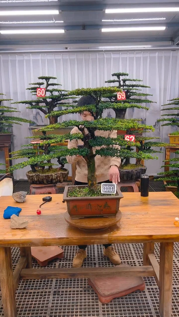 【闪购商品】紫砂精品盆景直播间一物一拍