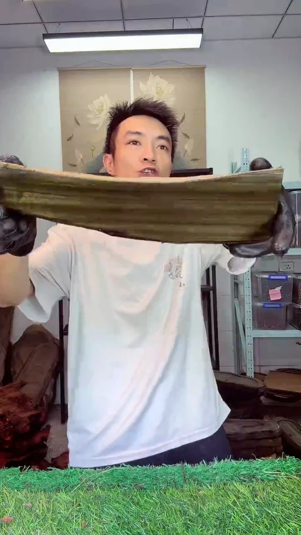 金丝楠小叶桢楠206