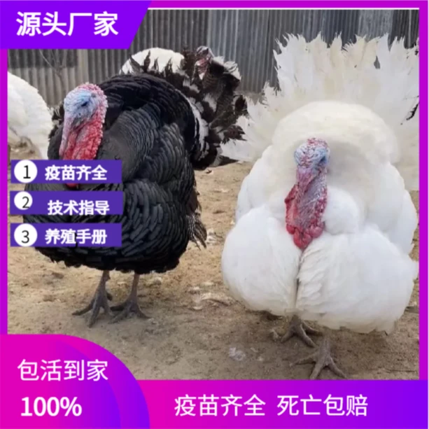 7量-1斤   中型火鸡苗（尼古拉500系和大青铜火鸡）