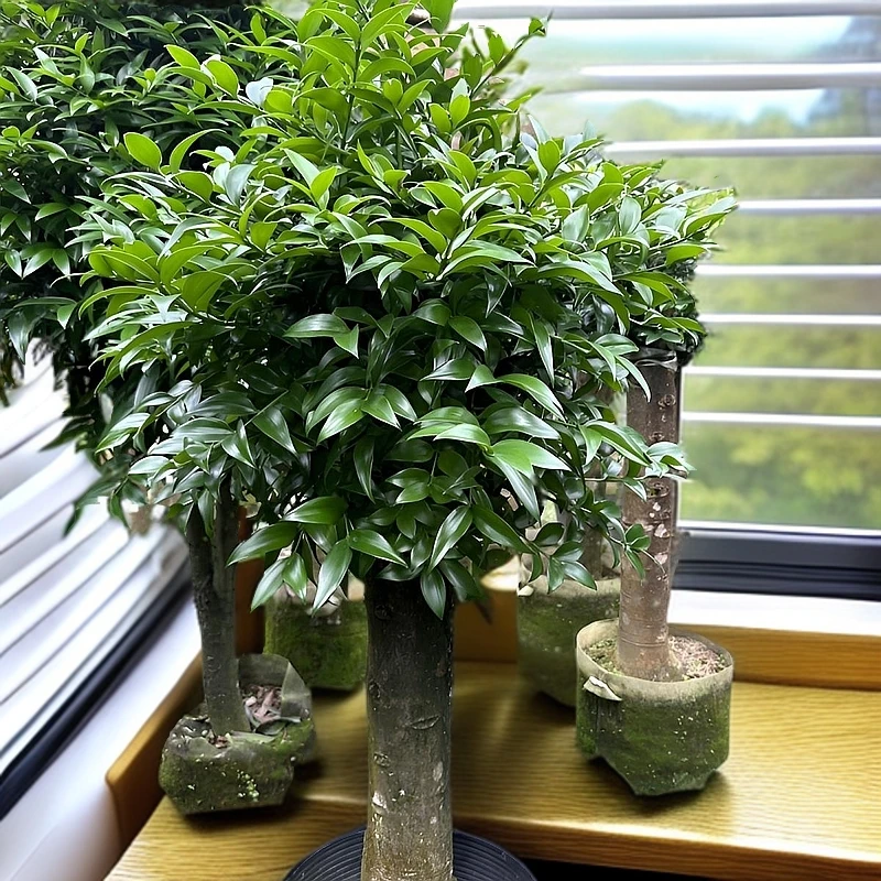 富贵竹圆叶老桩盆景长寿富贵电视柜植物好盆栽室内百合竹招财绿植
