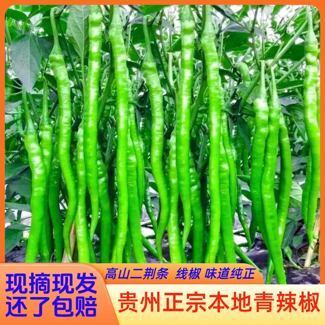 贵州正宗本地辣椒新鲜辣椒生鲜露天种植二荆条青辣椒贵州辣椒