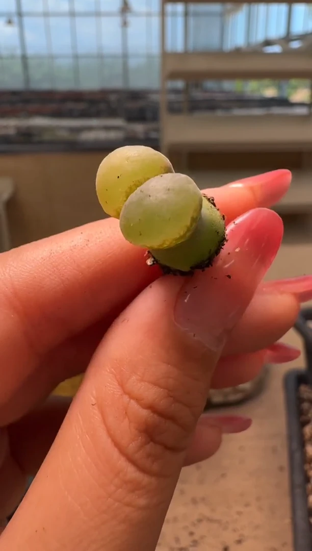 3-57多肉植物肉锥
