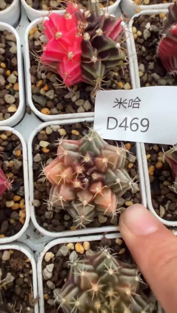 469好看的米哈冲冲冲泰国实生