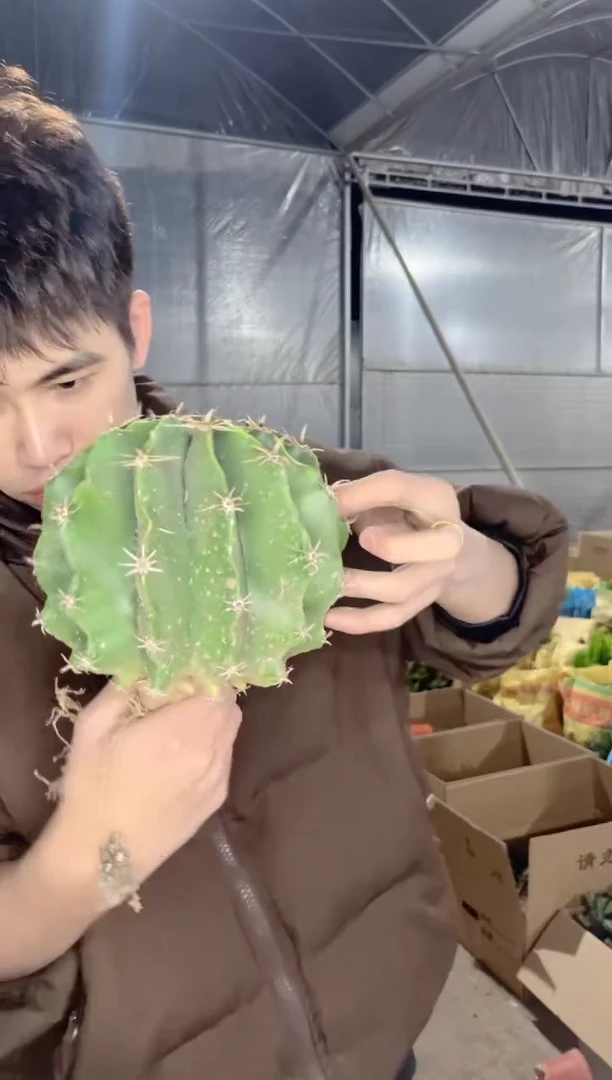 【闪购商品】实生根 短毫刺 雎鸠玉 14-16cm