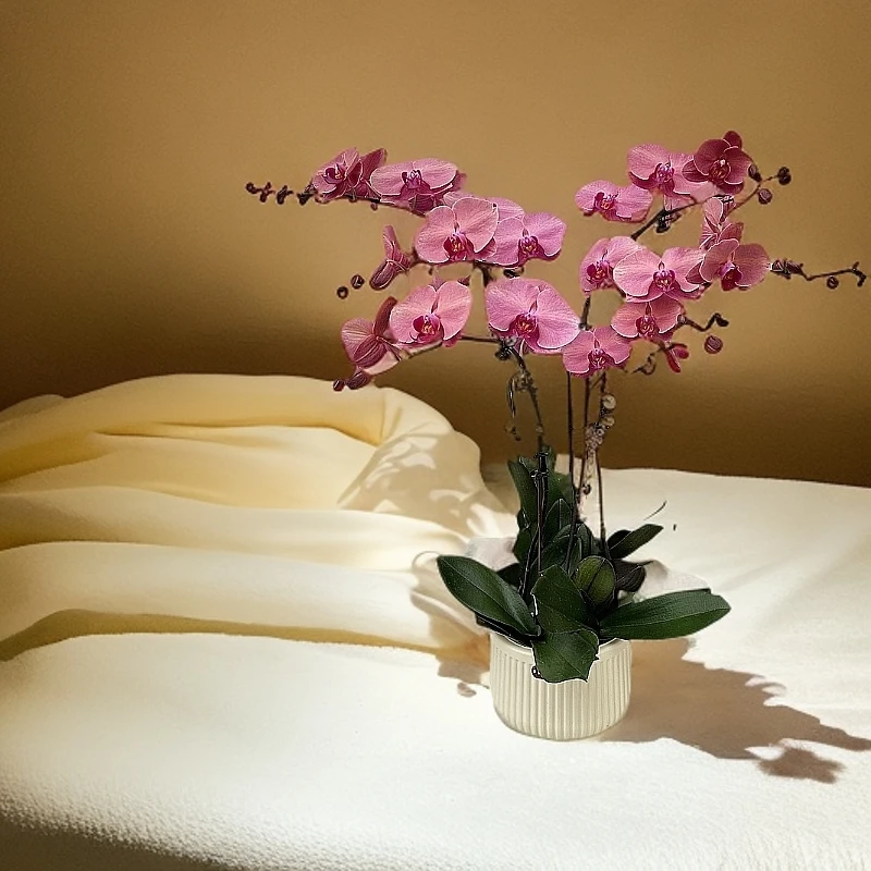 【芳美橘子】蝴蝶兰 好养耐养花期长 苗情优质 带花带花苞 基地直发