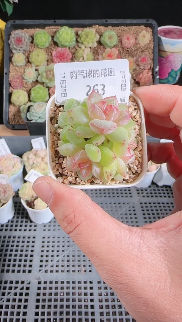 ?*G多肉1128-263碧玺群生不包整