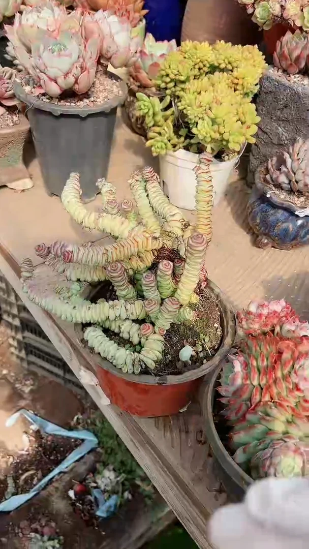 【闪购商品】13219