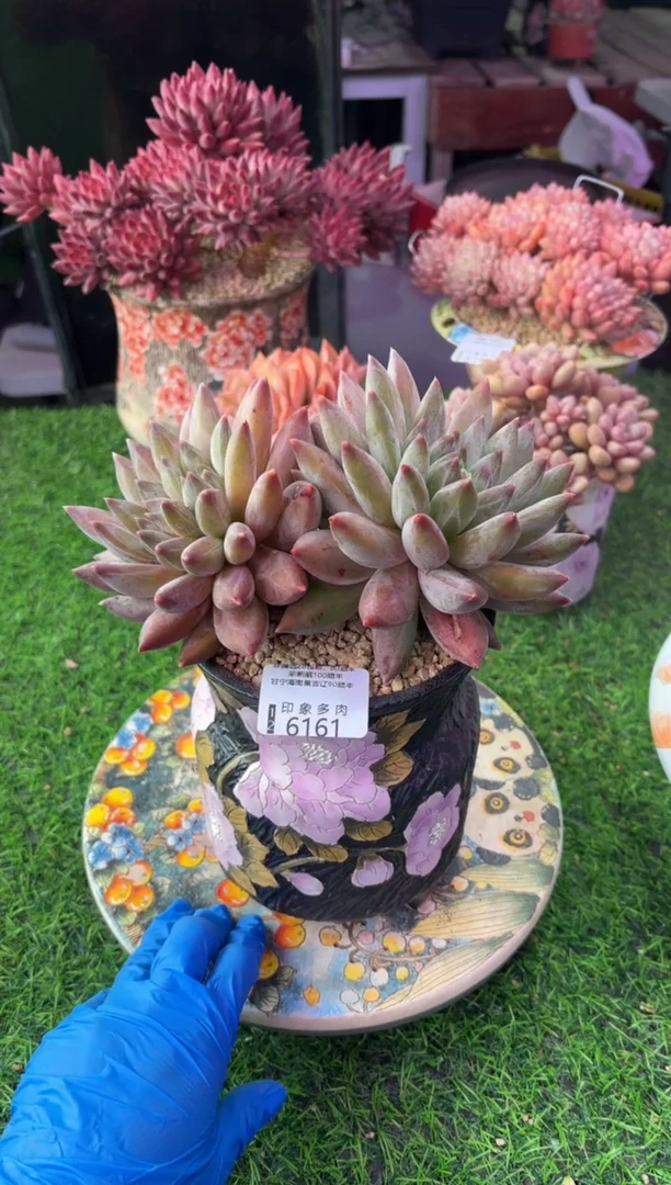 昆明印象多肉6161