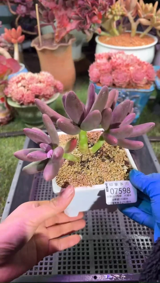 【闪购商品】07598