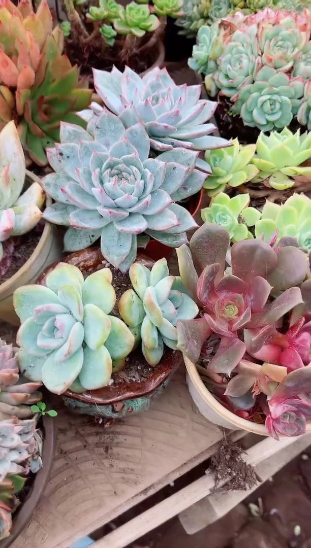 小**?多肉植物一物一拍13085