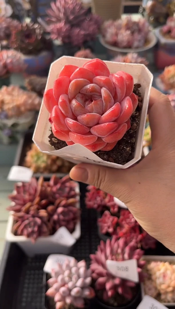 306单头个体多肉