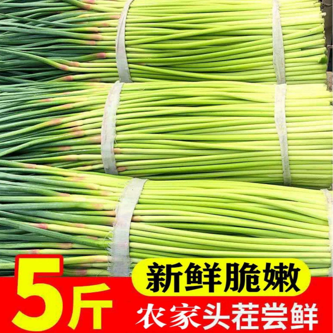 2025年河南新鲜蒜苔5斤新下蒜苔