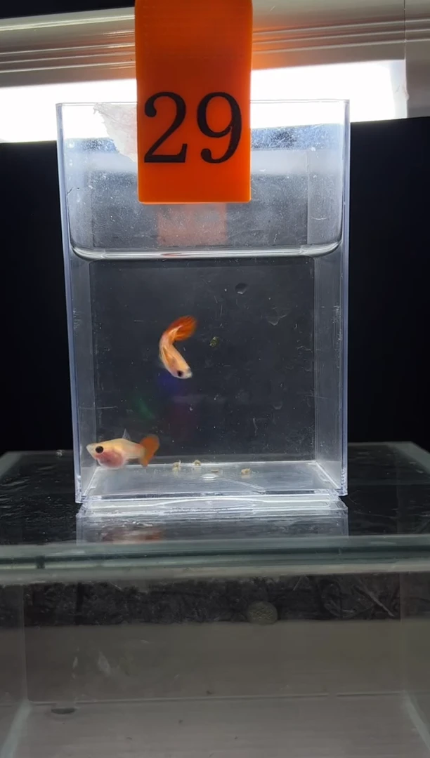 孔雀鱼银河普通体29