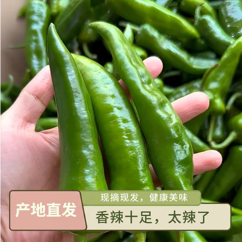 【现摘现发】农村土辣椒