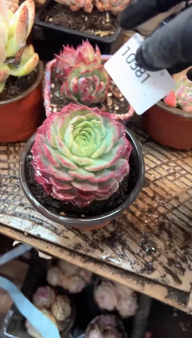 幸***单多肉植物一物一拍10381