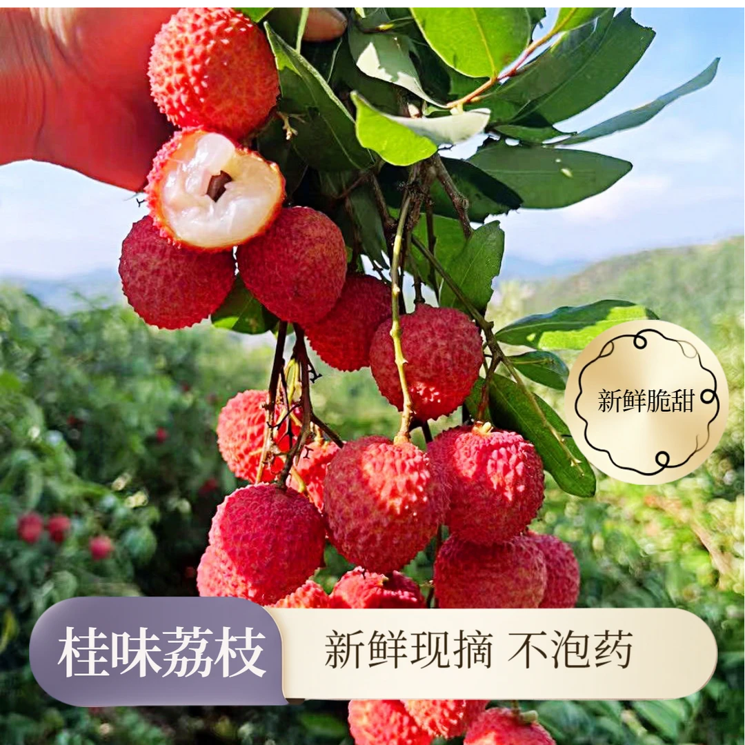 【中通/极兔冷运】现摘广西老树桂味荔枝新鲜包邮果肉脆爽清甜多汁