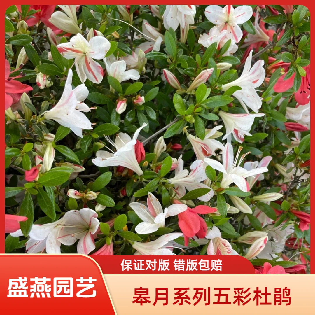盛燕园艺【皋月五彩】稀有品种杜鹃花长花期室内外盆栽地栽