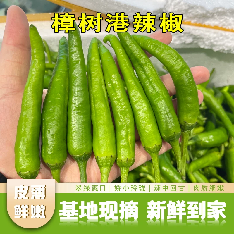 【正宗樟树港原种辣椒小辣椒】湖南特产软香辣椒樟树港原产地直发G