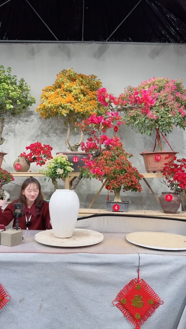 【闪购商品】盆景海岛红