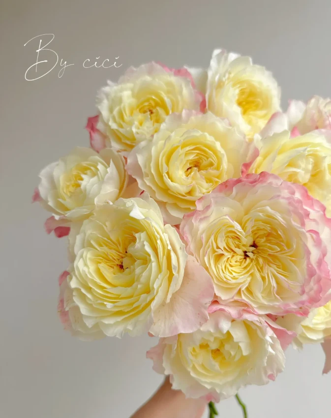 【云昊】点唇 任拍三单及以上包顺空鲜切花10支装%20不售后