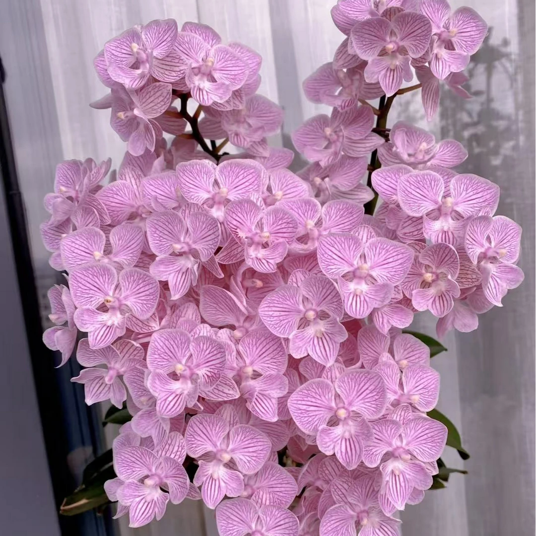 【蝴蝶兰3个花剑樱花大舌头】花量巨多爱长侧枝爆花机器