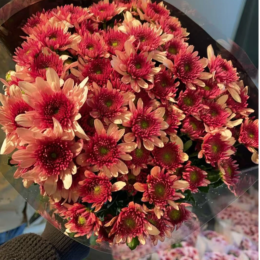 波多利（粉色） 小雏菊全店任意N单一个运费